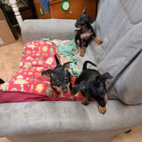 Pinscher cuccioli