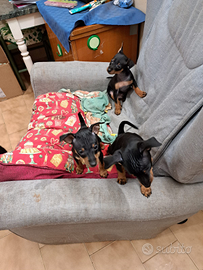 Pinscher cuccioli