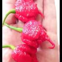 Carolina Reaper Red, White, Trinidad........