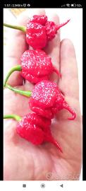 Carolina Reaper Red, White, Trinidad........