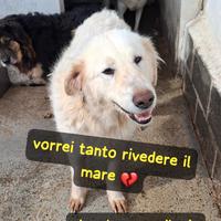 Bonnie 4 anni taglia grande