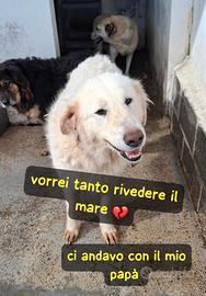 Bonnie 4 anni taglia grande