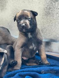 Cucciolo Malinois