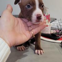 Pitbull Red nose