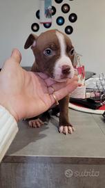 Pitbull Red nose