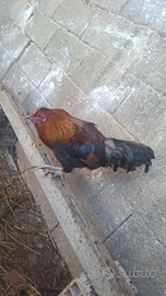 Galletto e galline