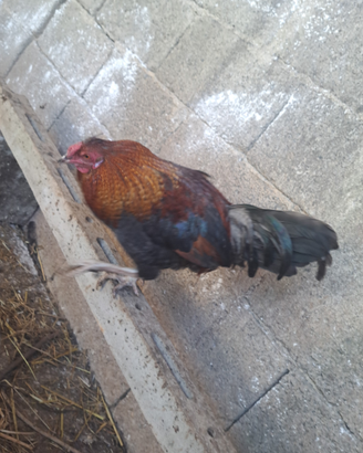 Galletto e galline