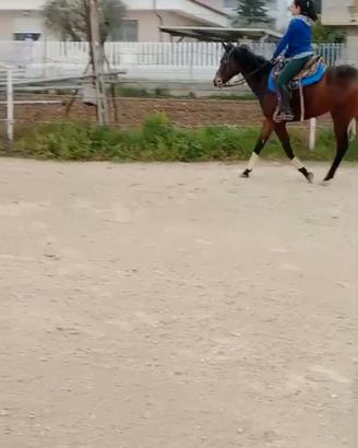 Cavallo da passeggiata