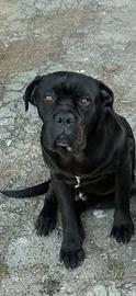 Cane corso Nero