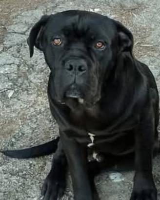 Cane corso Nero