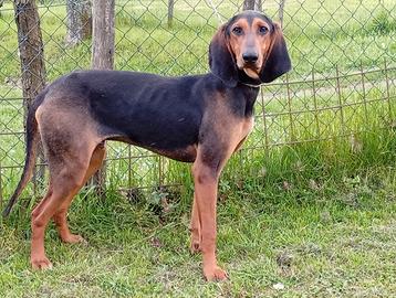 Disponibili cuccioli di segugio italiano