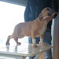 Splendida cucciola di American Pitbull Terrier