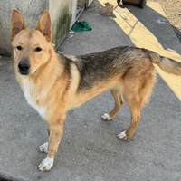 Loris 1 anno mix pastore tedesco