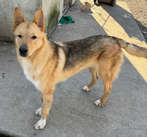 Loris 1 anno mix pastore tedesco