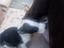 Immagine 3