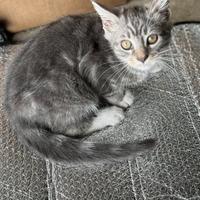 Cucciolo gatto