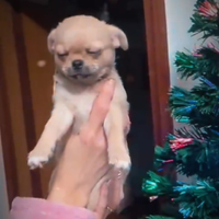 Chichuchua femmina e maschio