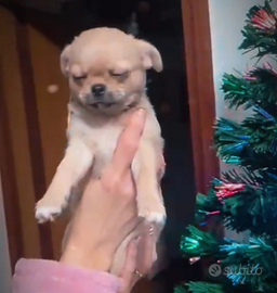 Chichuchua femmina e maschio