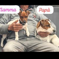 Jack Russell 100% originali