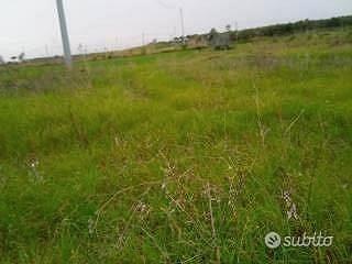 Terreno agricolo pianeggiante località Campolongo