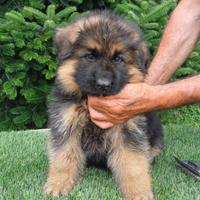 Pastore tedesco femmina