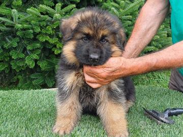 Pastore tedesco femmina