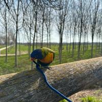 Lori arcobaleno con voliera