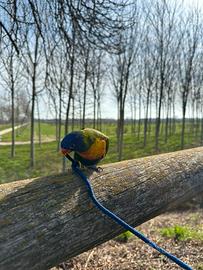 Lori arcobaleno con voliera