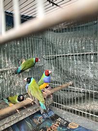Diamanti di gould