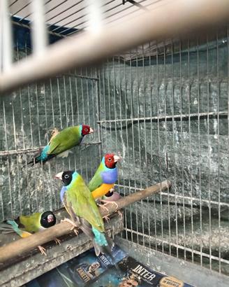 Diamanti di gould
