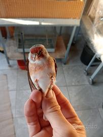 Ibridi femmine di cardellino per canarina