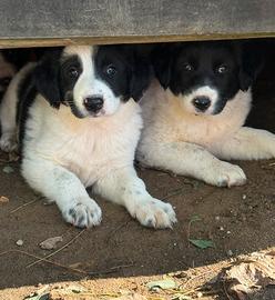 Cuccioli di Pastore Dell'Asia Centrale disponibili