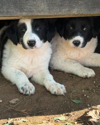 Cuccioli di Pastore Dell'Asia Centrale disponibili