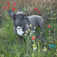 Bulldog francese per monta