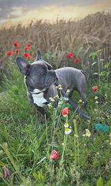 Bulldog francese per monta