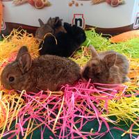 Conigli nani colorati