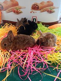 Conigli nani colorati