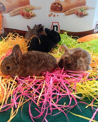 Conigli nani colorati