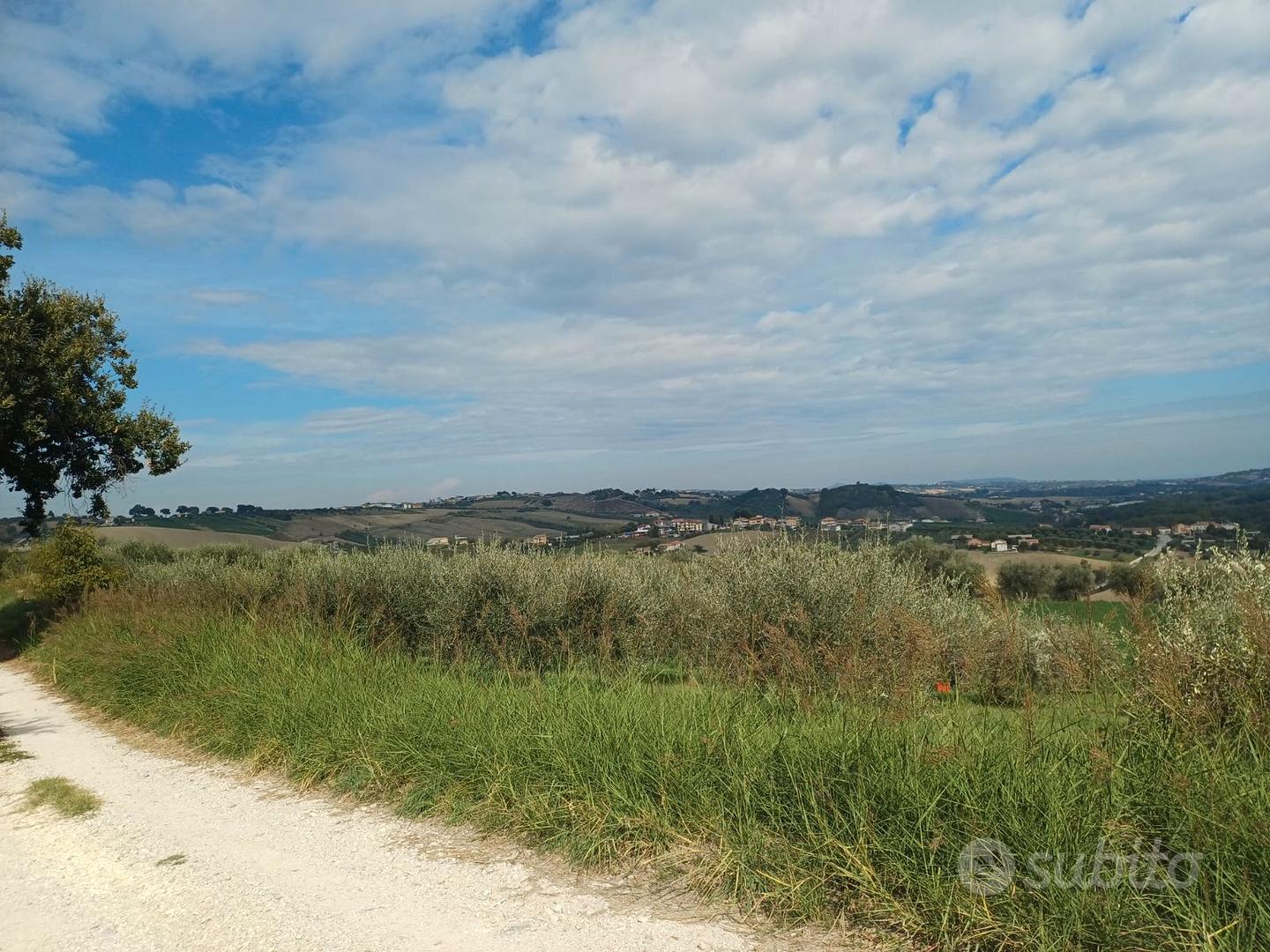 Terreno agricolo con ulivi a Ponzano di Civitella - Vista 2