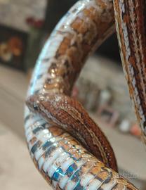 Serpente del grano