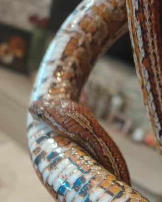 Serpente del grano