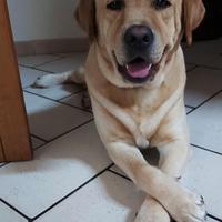 Labrador maschio per accoppiamento