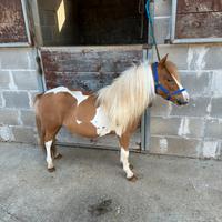 Pony Falabella maschio pezzato