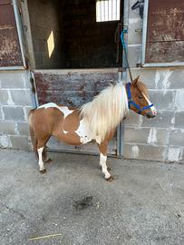 Pony Falabella maschio pezzato