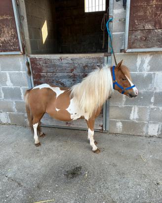 Pony Falabella maschio pezzato