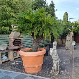 CYCAS ESEMPLARE UNICO