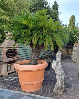 CYCAS ESEMPLARE UNICO