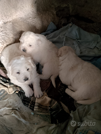 Cuccioli di Pastore Maremmano Abruzzese