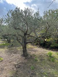 Alberi di ulivo