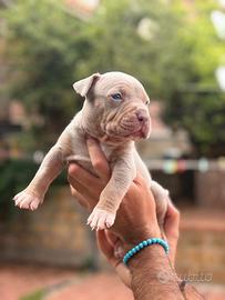 Pitbull tricolor